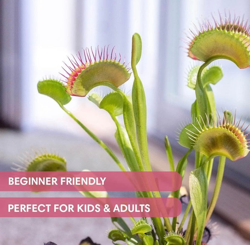 Venus Flytrap Seed Starter Kit