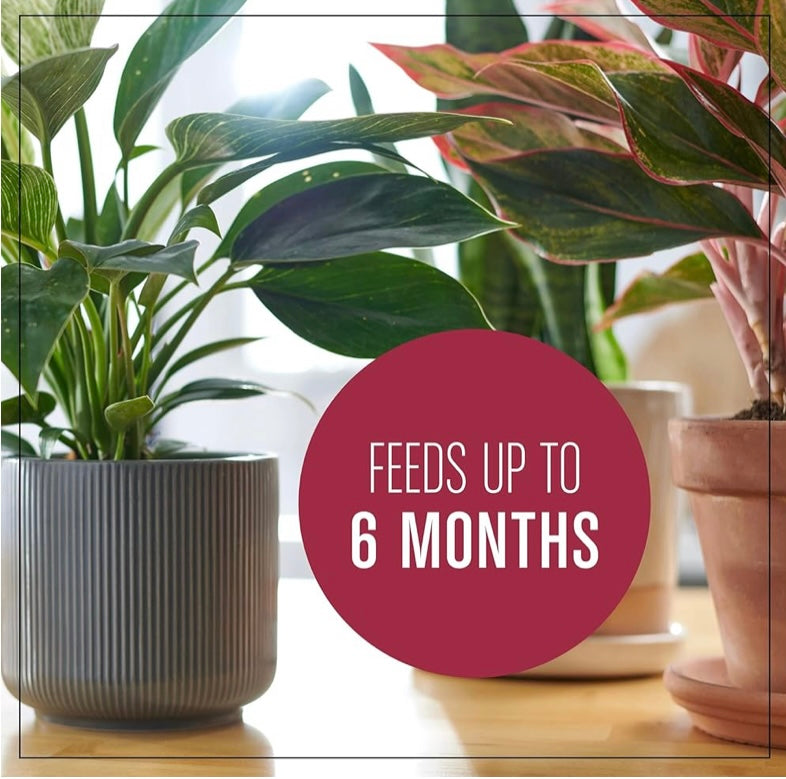 Indoor Plant Soil